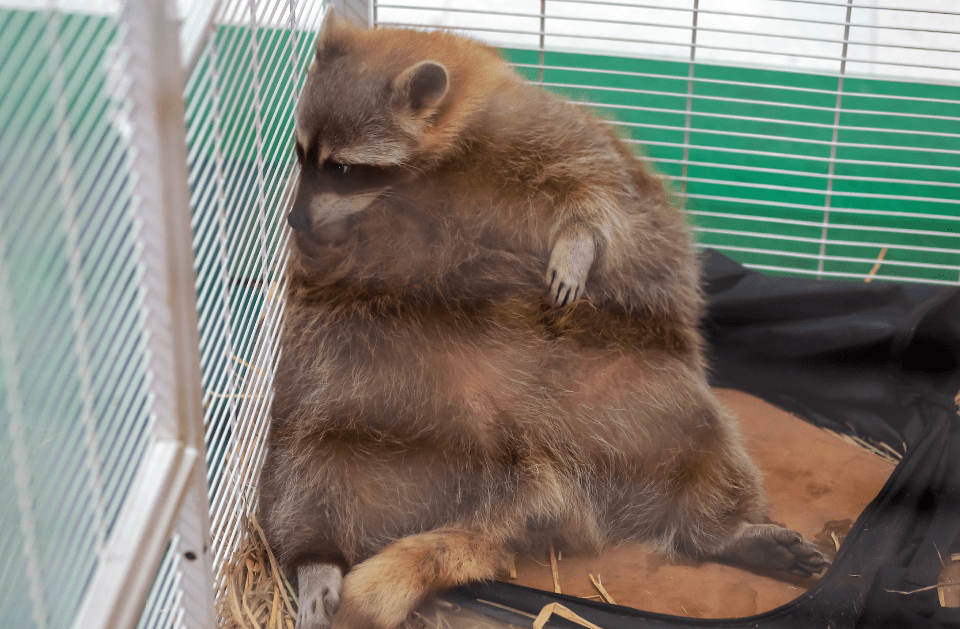 <p style="font-family: 'Poppins', sans-serif; font-weight: 700; font-size:24px;">WILDLIFE REMOVAL
</p>