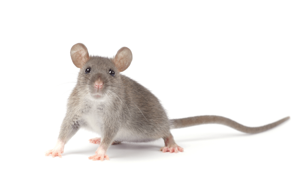 <p style="font-family: 'Poppins', sans-serif; font-weight: 700; font-size:24px;">RODENT EXCLUSION</p>