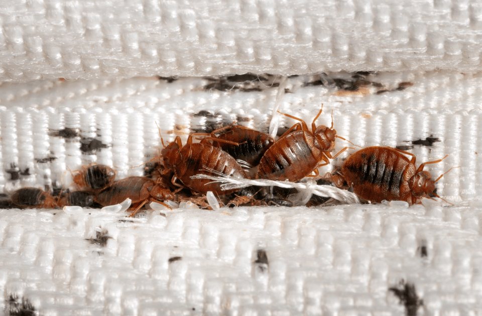 <p style="font-family: 'Poppins', sans-serif; font-weight: 700; font-size:24px;">BED BUGS
</p>