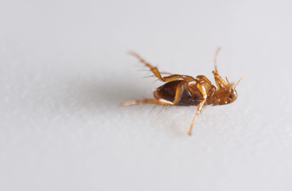 <p style="font-family: 'Poppins', sans-serif; font-weight: 700; font-size:24px;">FLEAS, TICKS, AND MITES
</p>